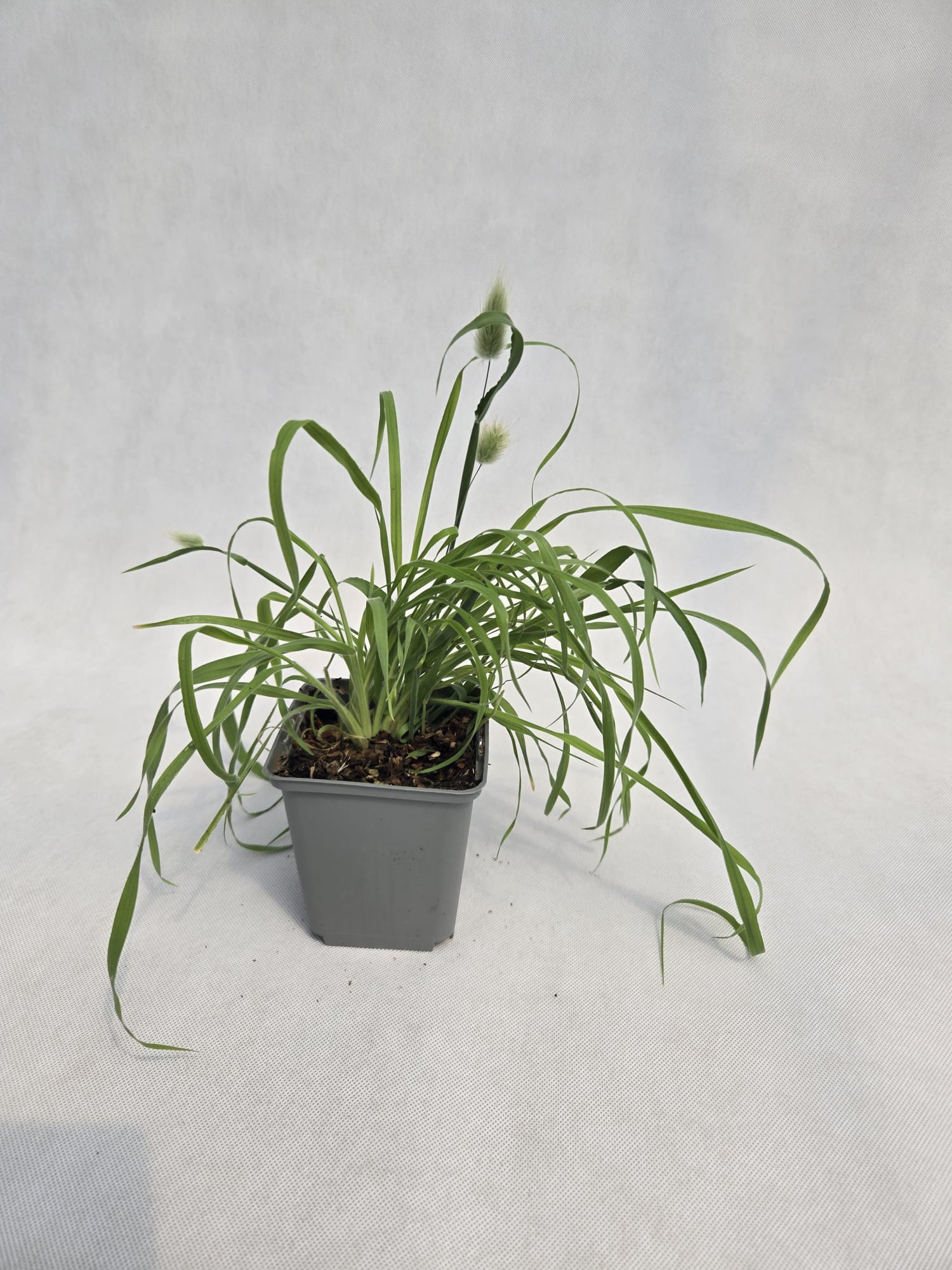 Dmuszek jajowaty Bunny Tails poj. P9/C1