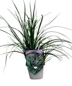 Turzyca prosowata 'Pamira' poj, P9/C1