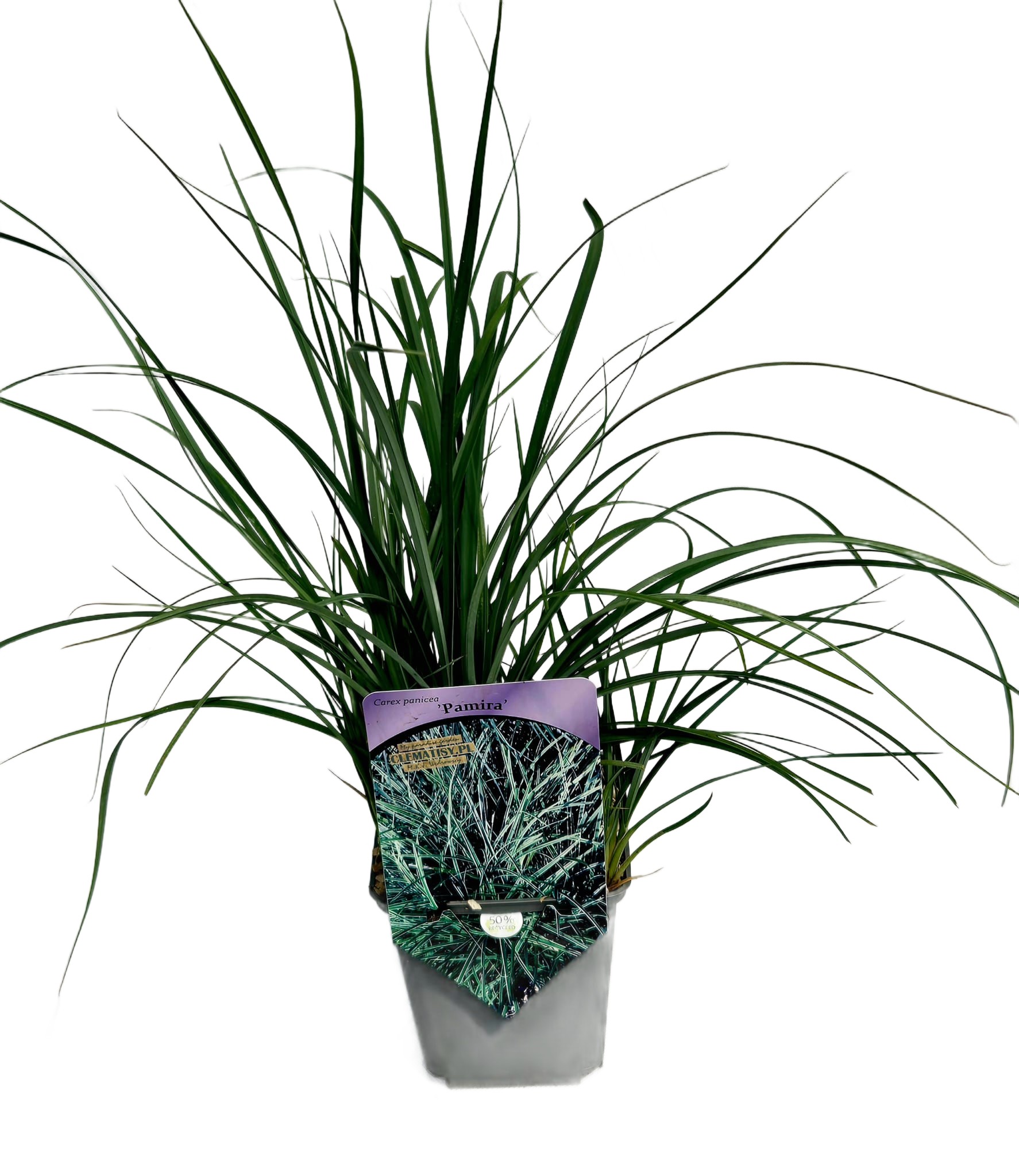 Turzyca prosowata 'Pamira' poj, P9/C1