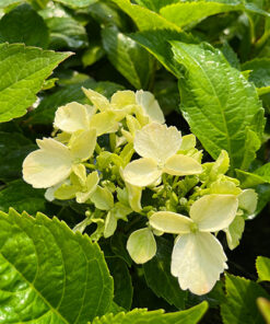 Hortensja ogrodowa Mariesi Perfecta P9/C1