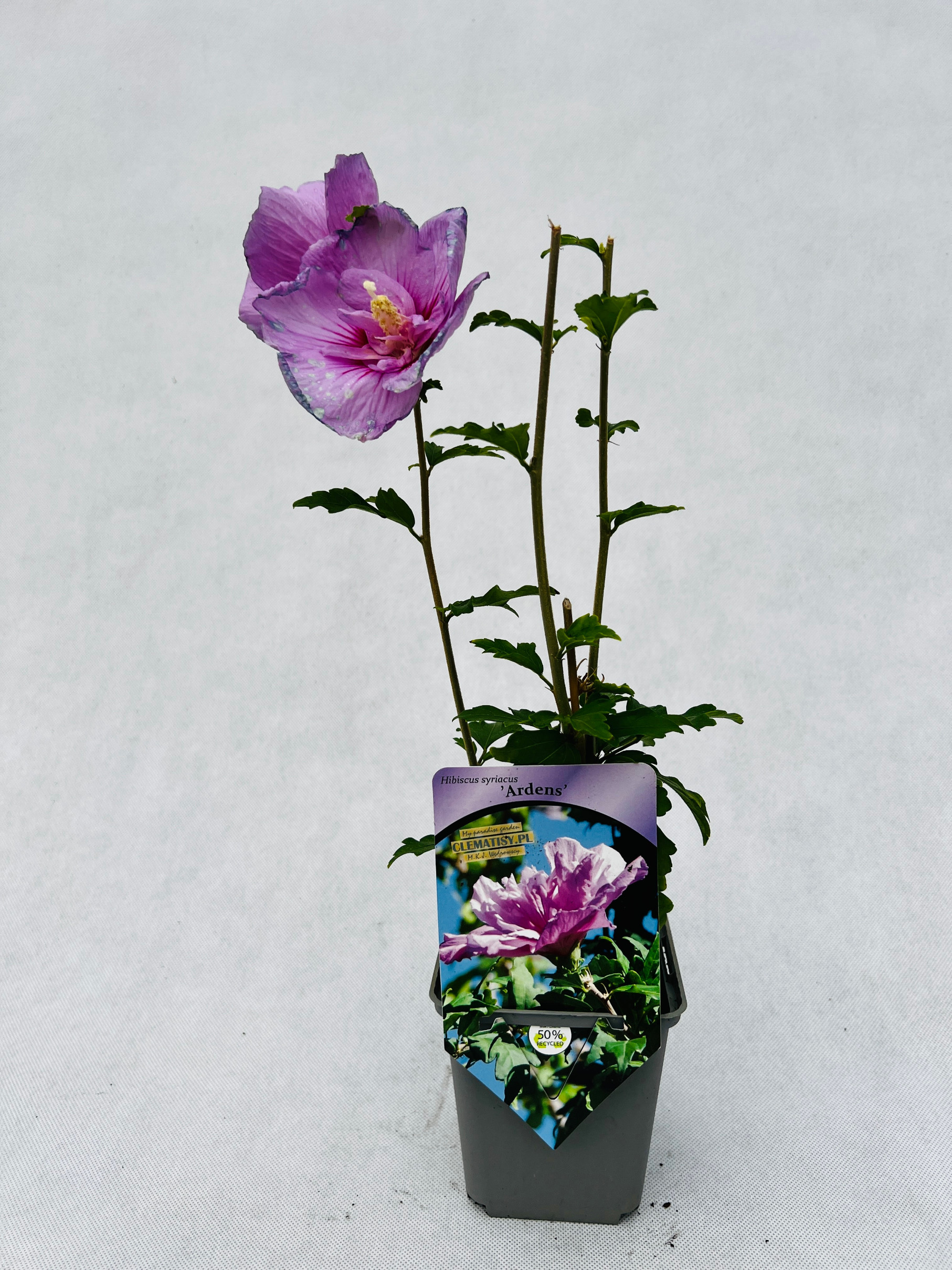 Ketmia syryjska (Hibiskus) Ardens P9/C1 - obrazek 4