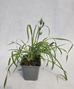 Alternative view of Dmuszek jajowaty Bunny Tails poj. P9/C1