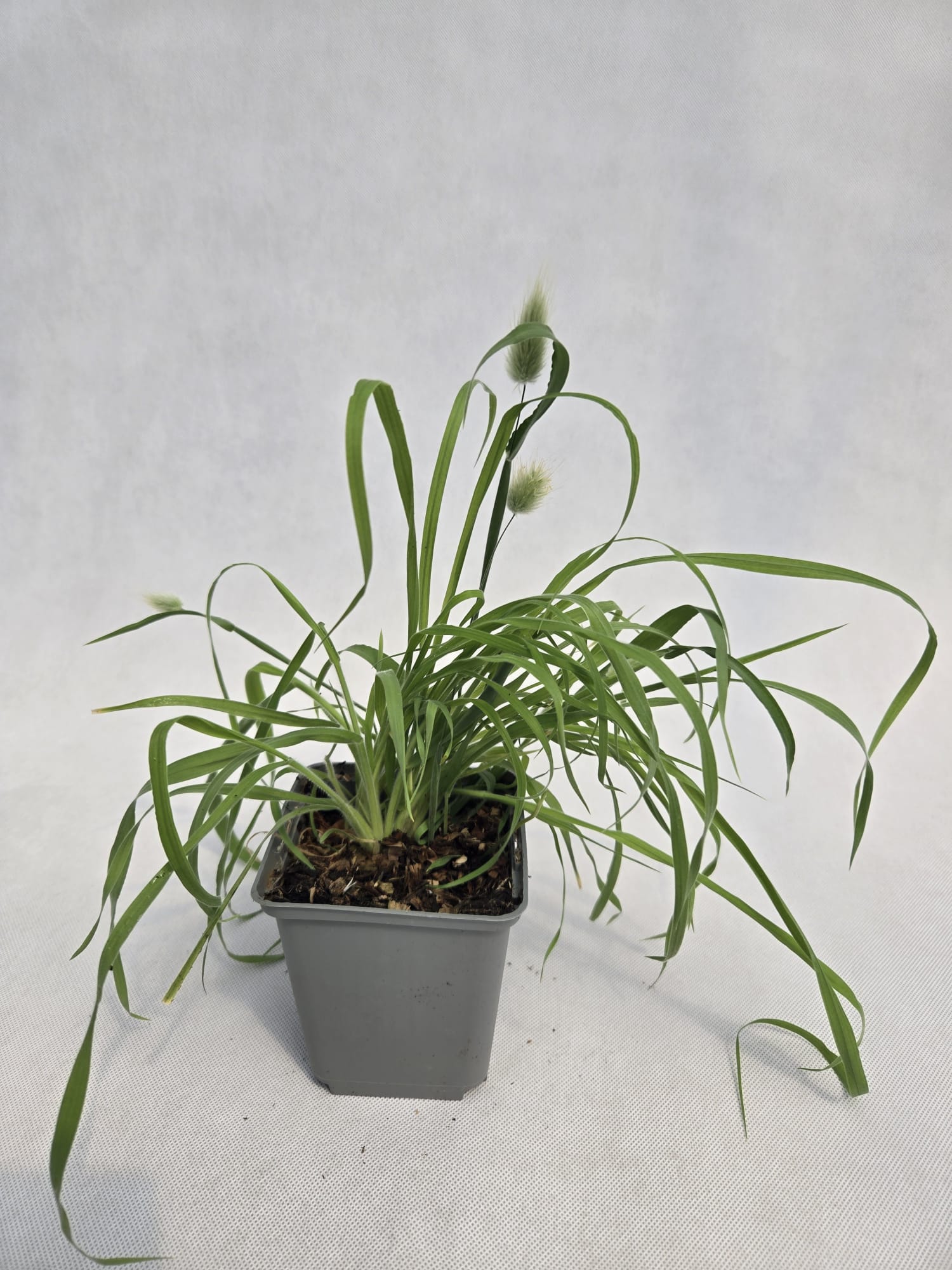 Dmuszek jajowaty Bunny Tails poj. P9/C1 - obrazek 2