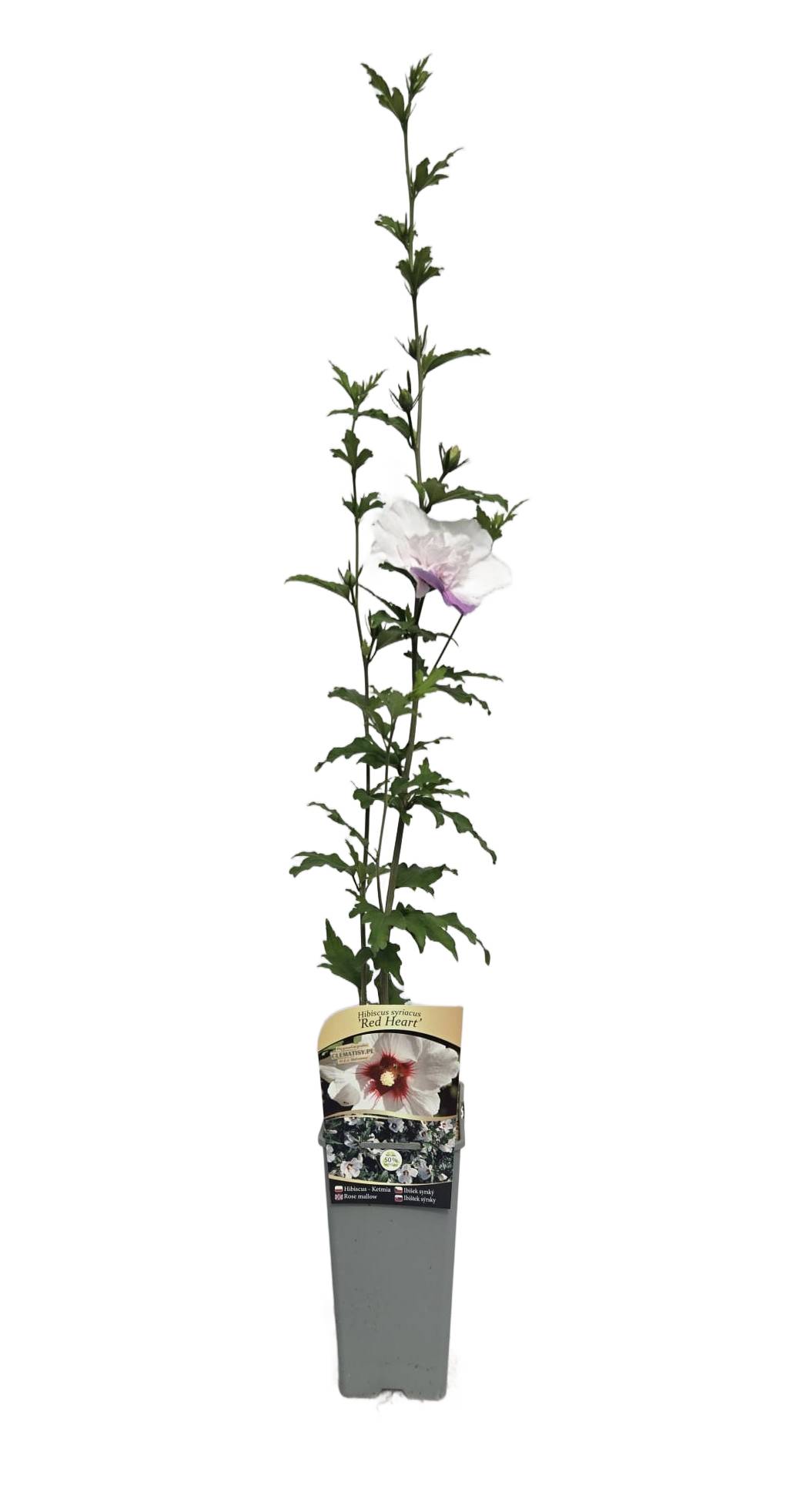 Ketmia syryjska (Hibiskus) 'Red Heart' poj, 2l - obrazek 6