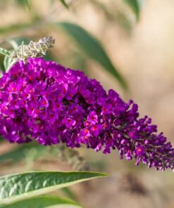 Alternative view of Zestaw 5 szt. - Budlei w poj. P9/C1