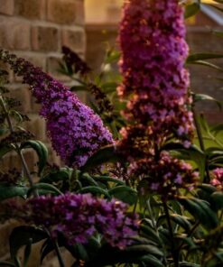 Alternative view of Zestaw 5 szt. - Budlei w poj. 2L