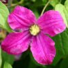 Clematis Czerwony Bylinowy P9/C1