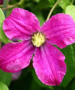 Alternative view of Clematis Czerwony Bylinowy poj, 2l