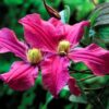 Clematis Czerwony Bylinowy poj, 2l