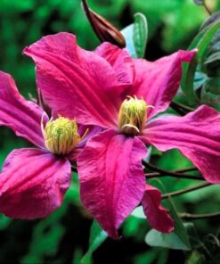 Clematis Czerwony Bylinowy poj, 2l