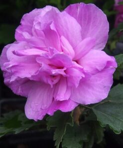 Ketmia syryjska (Hibiskus) Ardens P9/C1