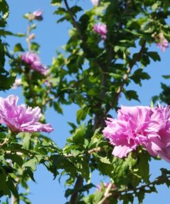 Alternative view of Ketmia syryjska (Hibiskus) Ardens P9/C1