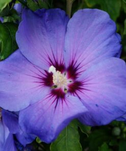 Ketmia syryjska (Hibiskus) 'Oiseau Bleu' syn, 'Blue Bird' poj, 2l