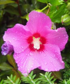 Alternative view of Ketmia syryjska (Hibiskus) 'Pink Giant' poj. C4