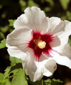 Ketmia syryjska (Hibiskus) 'Red Heart' P9/C1