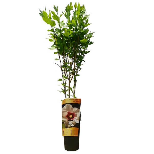 Ketmia syryjska (Hibiskus) 'Red Heart' poj, 2l - obrazek 5