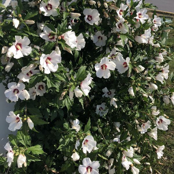 Ketmia syryjska (Hibiskus) 'Red Heart' poj, 2l - obrazek 3