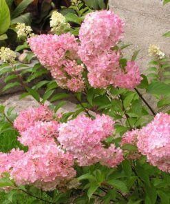 Alternative view of Zestaw 3 szt. - Hortensje bukietowe w poj. 2L