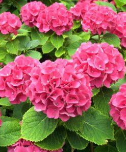 Alternative view of Zestaw 3 szt. - Hortensje ogrodowe w poj. 2L