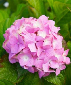 Alternative view of Zestaw 3 szt. - Hortensje ogrodowe w poj. P9/C1