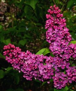 Alternative view of Zestaw 3 szt. - Lilaki w poj. 2L