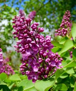 Alternative view of Zestaw 4 szt. - Lilaki w poj. P9/C1