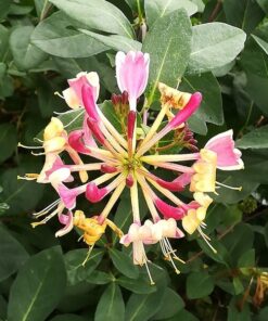 Wiciokrzew American Beauty poj, 2l