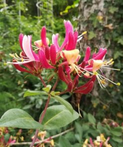 Alternative view of Wiciokrzew American Beauty poj, 4L