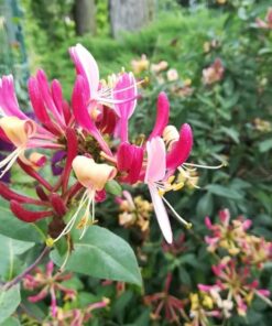 Alternative view of Wiciokrzew American Beauty poj, 2l