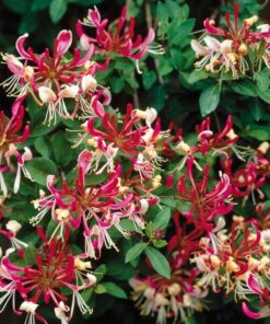 Alternative view of Wiciokrzew pomorski Belgica MROZOODPORNY P9/C1