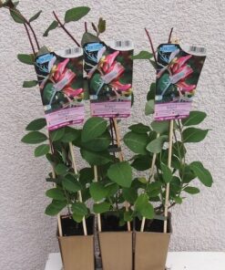 Alternative view of Wiciokrzew pomorski Belgica MROZOODPORNY poj, 4L