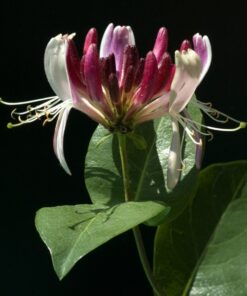 Wiciokrzew pomorski Belgica MROZOODPORNY poj, 4L