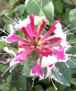 Wiciokrzew Hekrotta PACHNĄCY poj, 4l