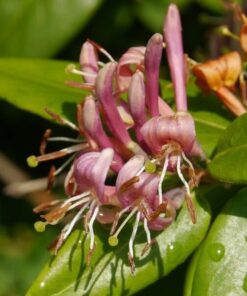 Wiciokrzew Hekrotta PACHNĄCY poj, 2l