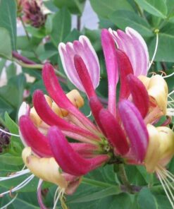 Alternative view of Wiciokrzew Hekrotta PACHNĄCY poj, 4l