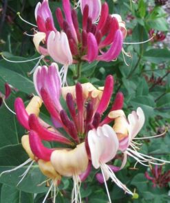 Alternative view of Wiciokrzew Hekrotta PACHNĄCY poj, 2l