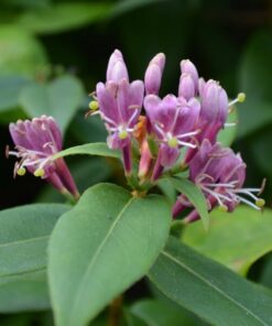 Wiciokrzew Henryiego ZIMOZIELONY P9/C1