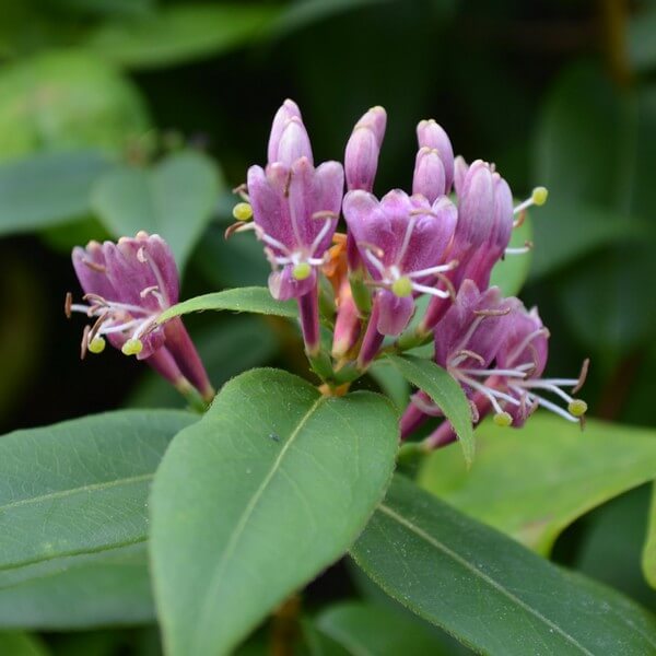 Wiciokrzew Henryiego ZIMOZIELONY P9/C1