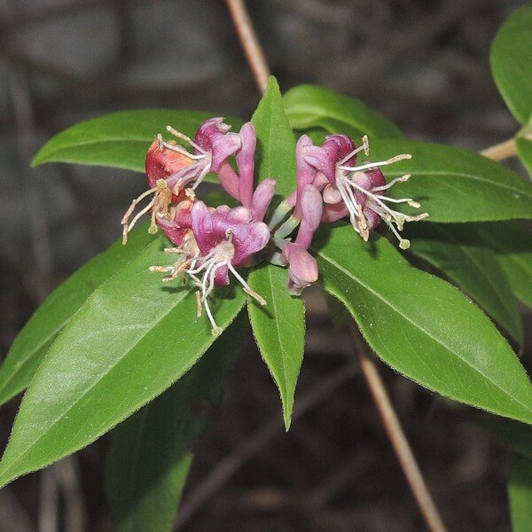 Wiciokrzew Henryiego ZIMOZIELONY P9/C1 - obrazek 3