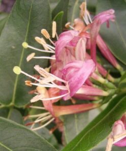 Alternative view of Wiciokrzew Henryiego ZIMOZIELONY poj, 2l