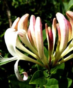 Alternative view of Wiciokrzew pomorski PACHNĄCY poj, 4L