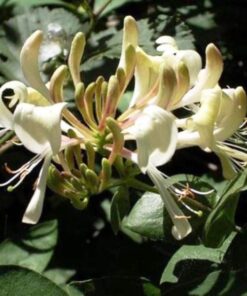 Wiciokrzew pomorski PACHNĄCY poj, 2L