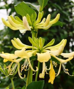 Wiciokrzew pomorski 'Graham Thomas' pachnący poj, 2L