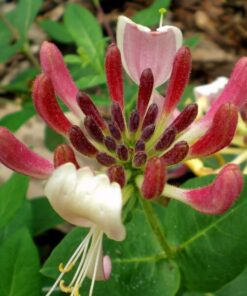 Wiciokrzew Pomorski 'Nowa Serotina' P9/C1