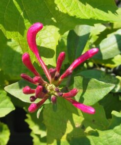 Wiciokrzew Pomorski 'Nowa Serotina' poj, 4L