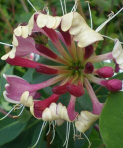 Wiciokrzew Pomorski 'Nowa Serotina' poj, 2L