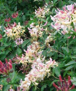 Alternative view of Wiciokrzew Pomorski 'Nowa Serotina' poj, 4L