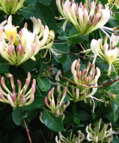 Wiciokrzew Przewiercień PACHNĄCY poj, 2l