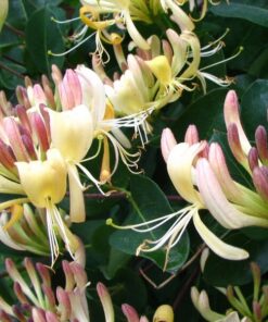 Alternative view of Wiciokrzew Przewiercień PACHNĄCY poj, 4L