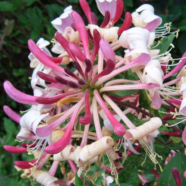 Wiciokrzew pomorski Serotina PACHNĄCY P9/C1